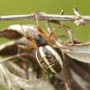 310792 – Photo : sofiane lemieuvre – France (74)