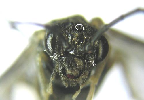 Réf. 311 603 : Claremontia uncta