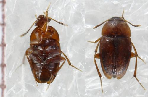 Réf. 311 500 : Nargus sp.