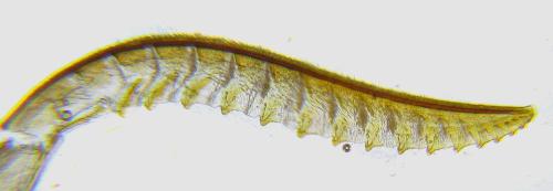 Cytisogaster picta