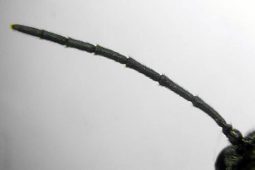 Réf. 311 490 : Claremontia uncta