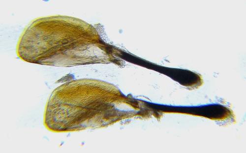 Réf. 311 017 : Rhogogaster picta