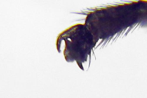 Réf. 311 491 : Claremontia uncta