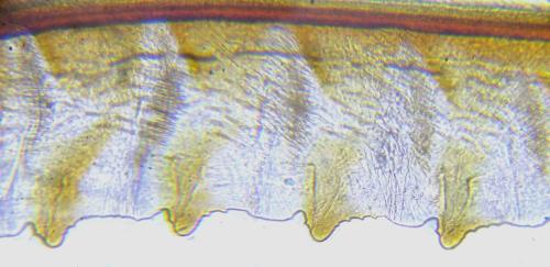 Réf. 311 058 : Cytisogaster picta