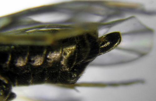 Réf. 311 492 : Claremontia uncta