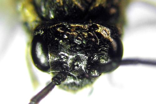 Claremontia uncta
