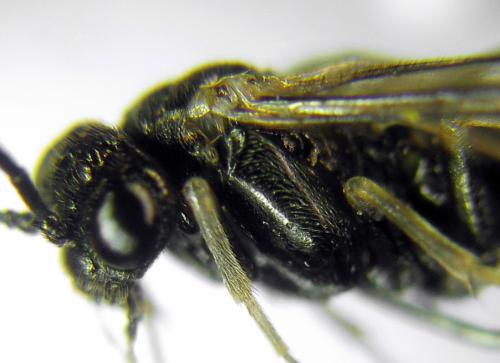 Claremontia uncta