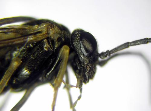 Réf. 311 496 : Claremontia uncta