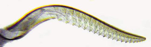 Réf. 311 497 : Claremontia uncta