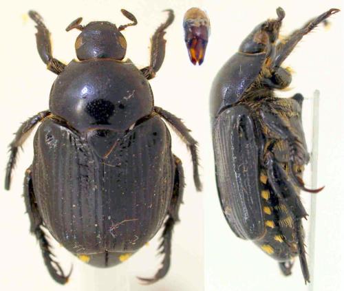 Réf. 311 176 : Popillia flavosellata