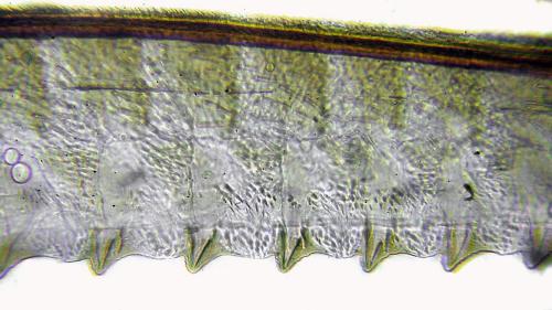 Claremontia uncta