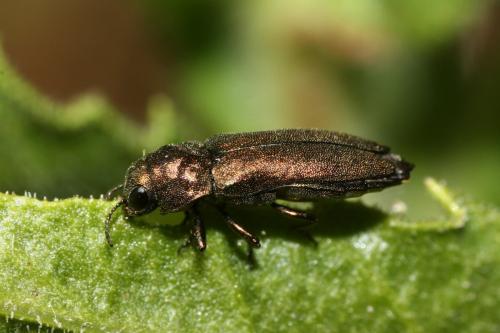 Meliboeus gibbicollis