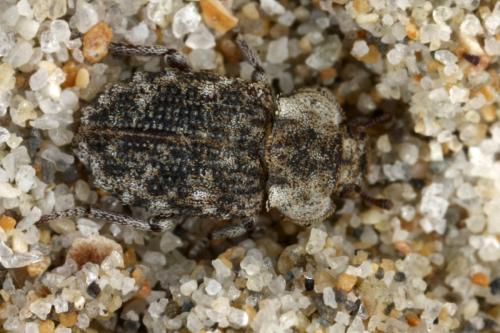 Réf. 311 723 : Leichenum pulchellum