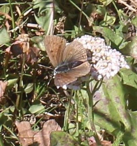 Réf. 311 139 : Lycaena hippothoe