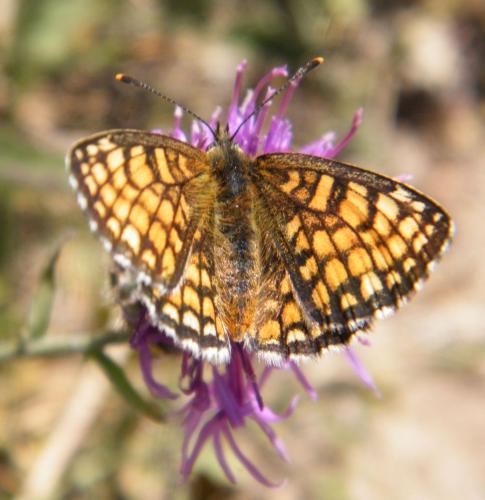 Réf. 311 325 : Melitaea sp.
