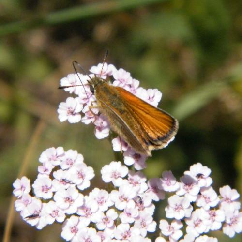 Réf. 311 330 : Thymelicus sp.