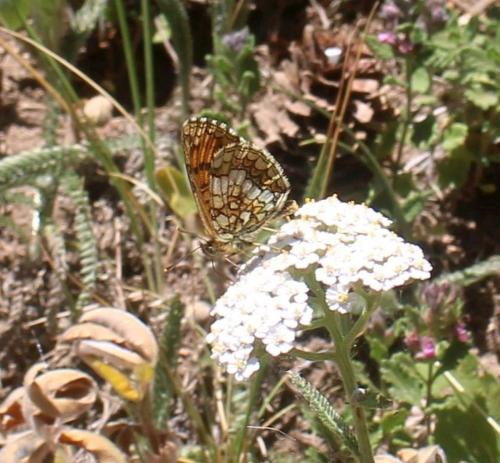 Melitaea sp.
