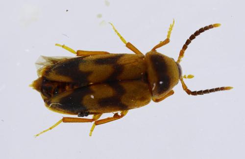Réf. 311 504 : Abdera flexuosa