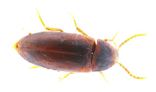 Abdera affinis