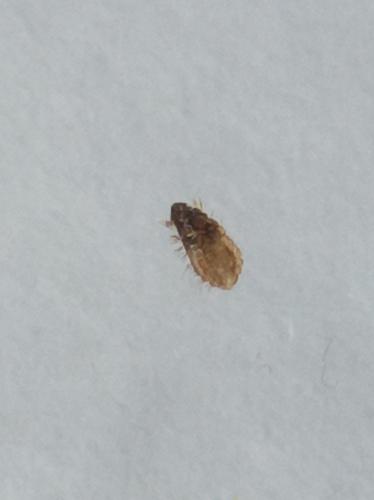 Anthrenus sp.