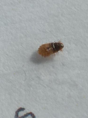 Anthrenus sp.