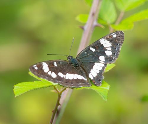 Limenitis reducta