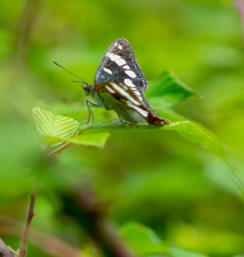 Réf. 311 671 : Limenitis reducta