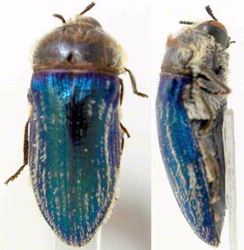 Réf. 311 679 : Acmaeoderella villosula