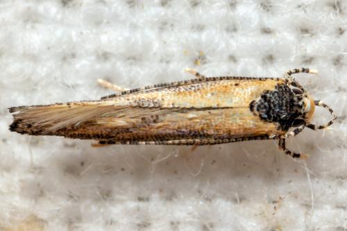Réf. 311 789 : Coccidiphila sp.