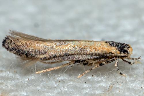 Réf. 311 791 : Coccidiphila sp.