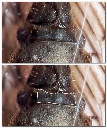 Sialis sp.