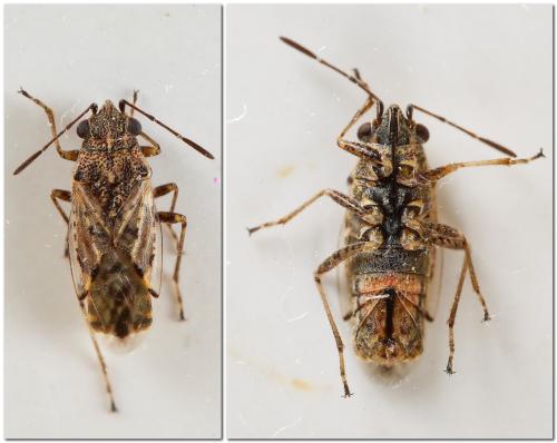 Nysius (ericae-thymi)
