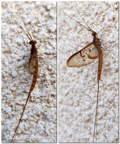 Ephemera glaucops