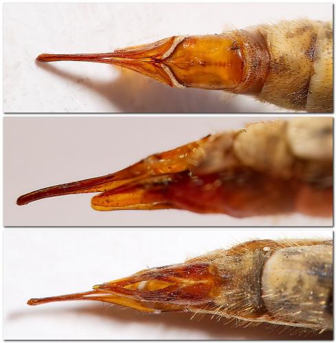 Réf. 311 560 : Tipula sp.