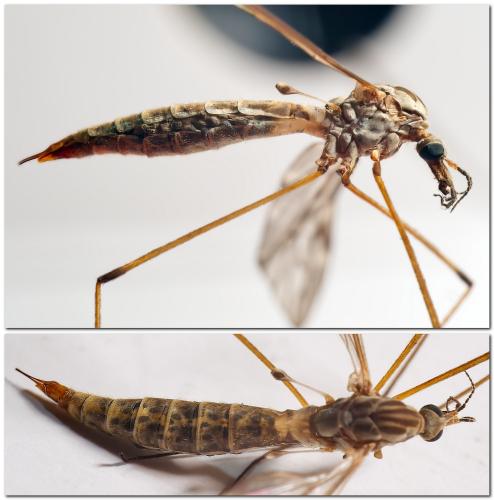 Réf. 311 558 : Tipula sp.