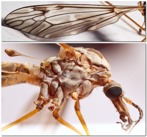 Réf. 311 559 : Tipula sp.