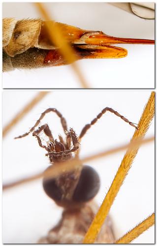 Réf. 311 595 : Tipula sp.