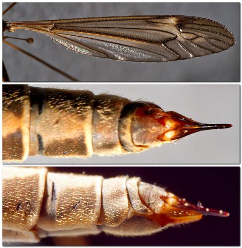 Réf. 311 713 : Tipula lateralis