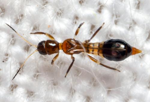 Réf. 311 666 : Franklinothrips megalops
