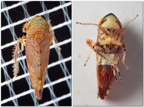 Fieberiella sp.