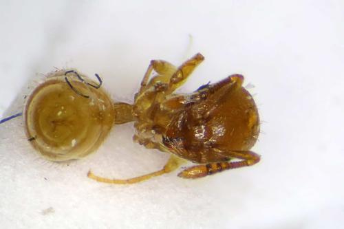 Réf. 311 837 : Temnothorax parvulus