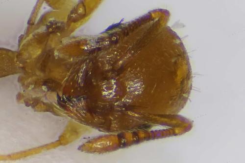 Réf. 311 872 : Temnothorax parvulus