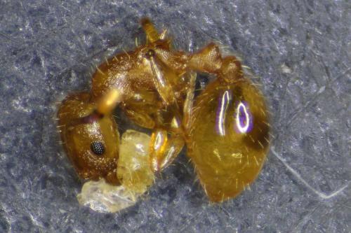 Réf. 311 836 : Temnothorax parvulus