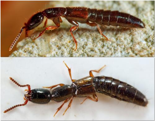 Xantholinus linearis