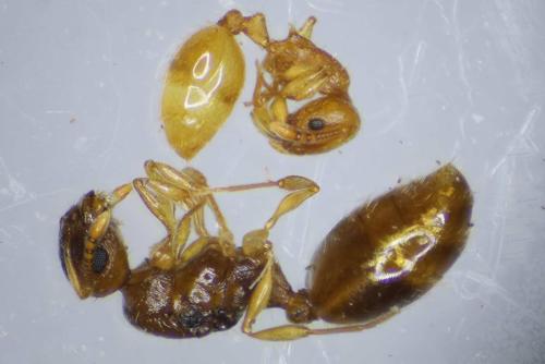 Réf. 311 873 : Temnothorax parvulus