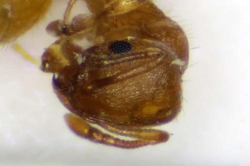 Réf. 311 874 : Temnothorax parvulus