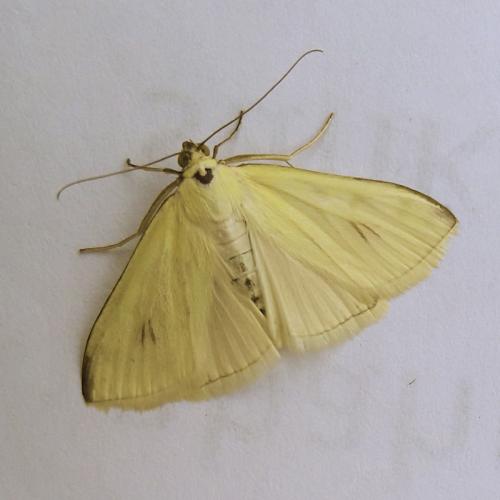 Réf. 311 215 : Sitochroa palealis