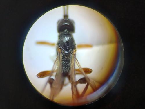Réf. 311 134 : Coelinius parvulus