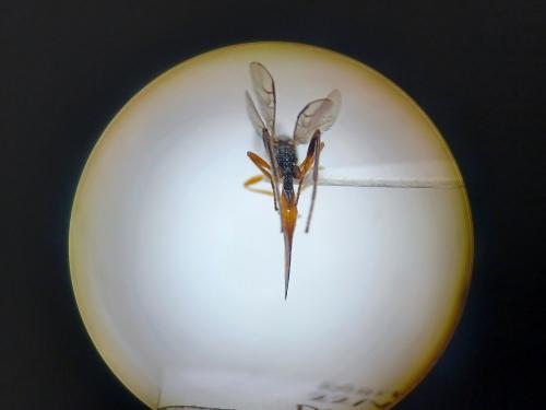 Réf. 311 135 : Coelinius parvulus