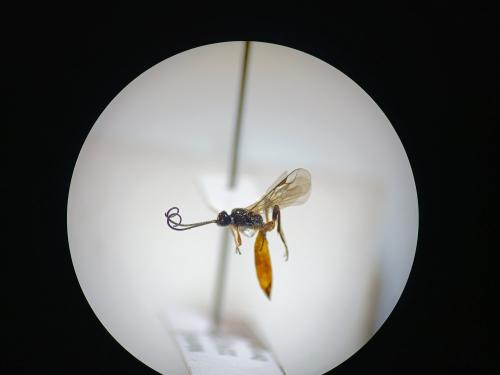 Réf. 311 131 : Coelinius parvulus